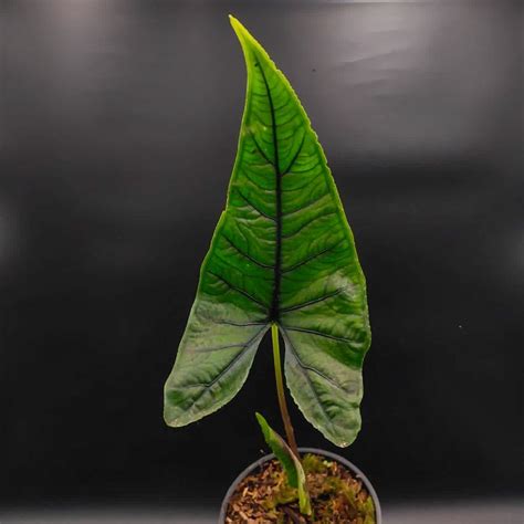 白犀牛觀音蓮|白犀牛皮觀音蓮 / 柴式海芋（Alocasia chaii）天南星科。